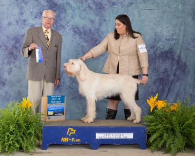Dam (Ch Esme) finishing her championship at 1 year old Dam (Ch Esme) finishing her championship at 1 year old