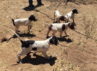 Puppies and young dogs from the top Elhew gene pool. We have dogs at Most stages of training. Puppies and young dogs from the top Elhew gene pool. We have dogs at Most stages of training.