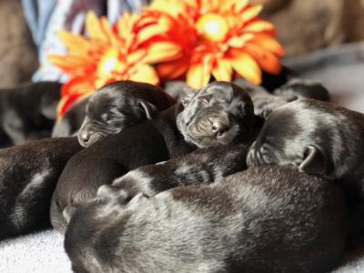 Available puppies
Available puppies