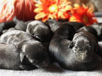 Available puppies Available puppies