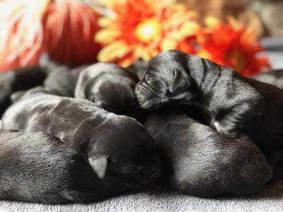 Available puppies Available puppies