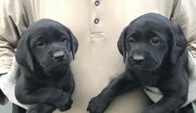 For Sale! Black Females For Sale! Black Females