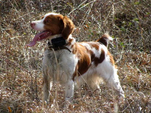 brittany dog puppies for sale