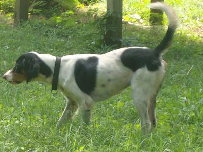 Chase's Brentley Frost (Brentley).........7 Champions in 5 Generation Pedigree Chase's Brentley Frost (Brentley).........7 Champions in 5 Generation Pedigree