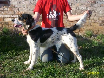 Chase's Peyton Manning (Peyton) (Sold-Old Hickory Shooting Preserve and Kennels) Chase's Peyton Manning (Peyton) (Sold-Old Hickory Shooting Preserve and Kennels)