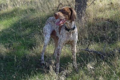 Jersey Sporting Dog Montana Jersey Sporting Dog Montana