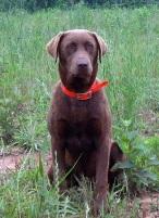 SHR Surrey's Tyson Kodiak Rusty