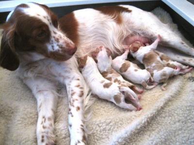 Marty and  TJ Pups
