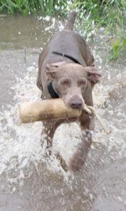 Sport/ZeZe litter Sport/ZeZe litter