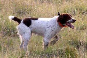 West Mountain Buster West Mountain Buster