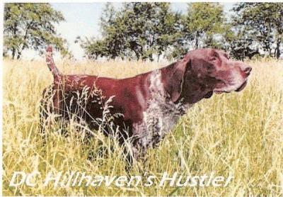 GSPCA HOF DC HILLHAVEN'S HUSTLER GSPCA HOF DC HILLHAVEN'S HUSTLER