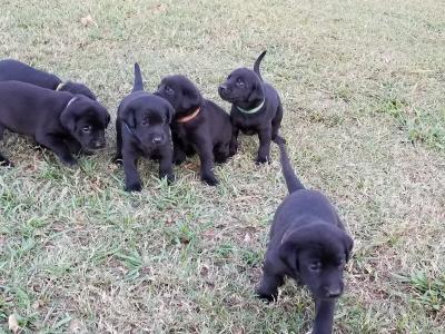Pups Pups