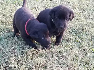 Pups Pups