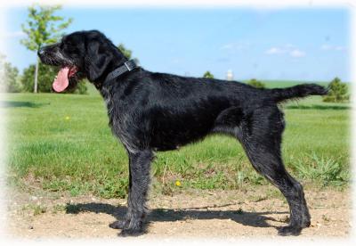 Mother is a beautiful black roan girl with a lot of energy. She is a great hunter and excellent with children and other dogs. Mother is a beautiful black roan girl with a lot of energy. She is a great hunter and excellent with children and other dogs.