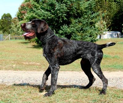 Father is a great hunting dog imported direct from Germany. He comes from some of the top bloodlines throughout Europe. Father is a great hunting dog imported direct from Germany. He comes from some of the top bloodlines throughout Europe.