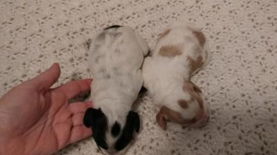 males one male will be roan males one male will be roan