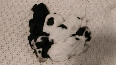 females some will be roan. females some will be roan.