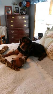Mom of litter. Very loving and devoted dog as well as great retriever. Mom of litter. Very loving and devoted dog as well as great retriever.