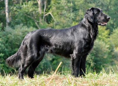 CH MACH Wingmaster Order of the Court JH WCX CH MACH Wingmaster Order of the Court JH WCX