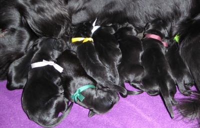 Newborns! Newborns!