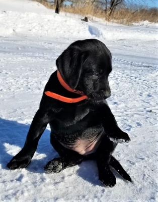 being a puppy being a puppy