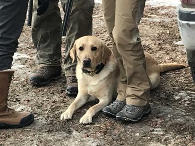 Drake - from previous litter by Jace and Ginger - OUTSTANDING upland and waterfowl hunter. Drake - from previous litter by Jace and Ginger - OUTSTANDING upland and waterfowl hunter.