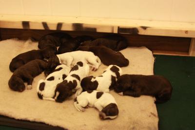 Vom Grimm Haus Pups Vom Grimm Haus Pups