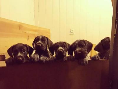 Vom Grimm Haus Pups Vom Grimm Haus Pups