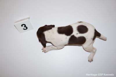 Female #3
Sire: Poseidon | Dam: Stormi. Whelp date: December 9, 2017. We are now accepting deposits for current and future litters! Photos are updated on our website www.heritagegspkennels.com as well as information about our GSP family and our kennels! Female #3
Sire: Poseidon | Dam: Stormi. Whelp date: December 9, 2017. We are now accepting deposits for current and future litters! Photos are updated on our website www.heritagegspkennels.com as well as information about our GSP family and our kennels!