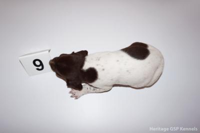Male #9
Feel free to give us a call at 817-966-7627 for available pups. Thank you, The Urbina Family Male #9
Feel free to give us a call at 817-966-7627 for available pups. Thank you, The Urbina Family