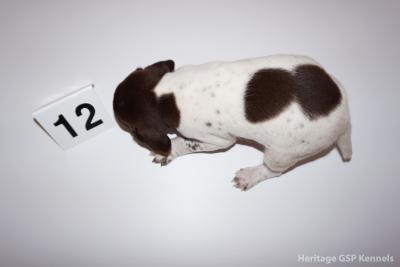 Male #12
Male #12