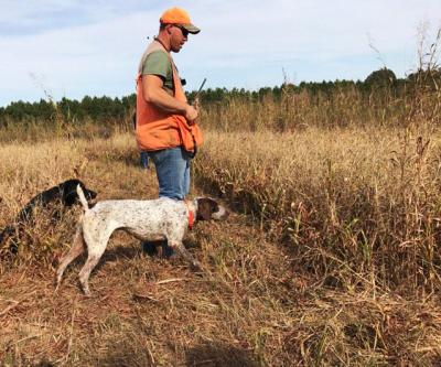 FC Royalerun Sam Adams at work! "I have hunted FC Royalerun Sam Adams on multiple hunts, both over clients and personally. FC Royalerun Sam Adams is a high drive, bird finding machine. Even under the toughest conditions Sam always comes up with a bird. He is rock steady on point, displaying both steadiness and style on every covey. After the shot retrieving is second nature to Sam."
FC Royalerun Sam Adams at work! "I have hunted FC Royalerun Sam Adams on multiple hunts, both over clients and personally. FC Royalerun Sam Adams is a high drive, bird finding machine. Even under the toughest conditions Sam always comes up with a bird. He is rock steady on point, displaying both steadiness and style on every covey. After the shot retrieving is second nature to Sam."