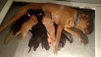 Puppies Puppies