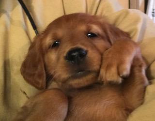 6 weeks old 6 weeks old