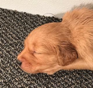 4 weeks old 4 weeks old