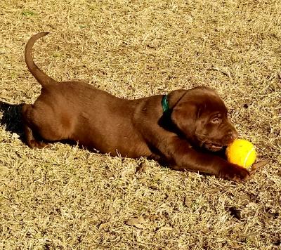Male pup Male pup