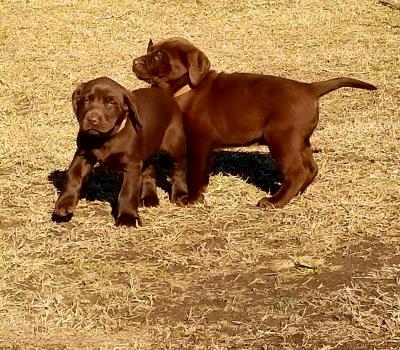 Male pups Male pups