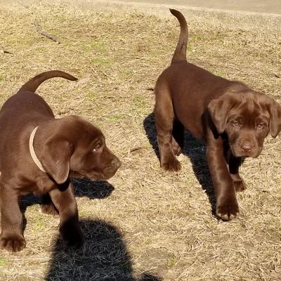 Male Pups Male Pups