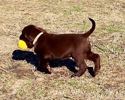 Male pup Male pup