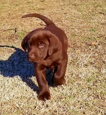 Male pup Male pup