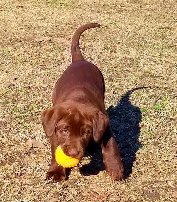 Male pup Male pup