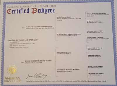 Lucy pedigree Lucy pedigree