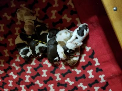 Puppies at 3 days old Puppies at 3 days old