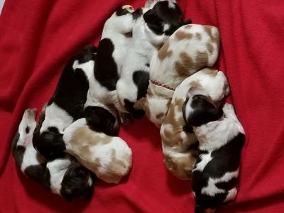 Puppies at 12 days old Puppies at 12 days old