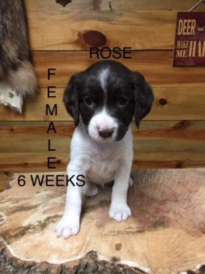 ROSE- FEMALE 6 WEEKS OLD ROSE- FEMALE 6 WEEKS OLD