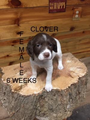 CLOVER-FEMALE 6 WEEKS OLD CLOVER-FEMALE 6 WEEKS OLD