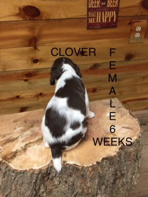 CLOVER- FEMALE 6 WEEKS OLD CLOVER- FEMALE 6 WEEKS OLD