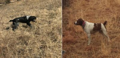 This is the Sire and Dam of the litter. The Sire is Orange and White and the Dam is Black and White Ticked. This is the Sire and Dam of the litter. The Sire is Orange and White and the Dam is Black and White Ticked.