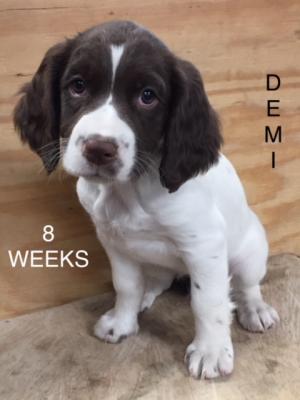 DEMI- WHITE AND LIVER FEMALE DEMI- WHITE AND LIVER FEMALE