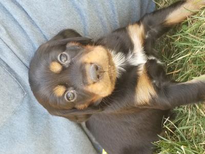 picture of pup. picture of pup.